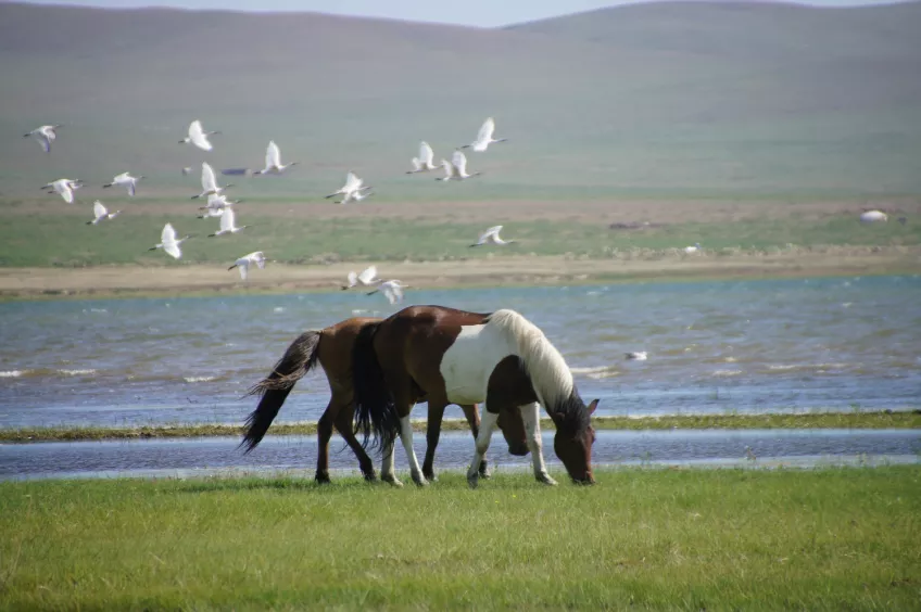 Hästar och fåglar vid sjö.Foto.